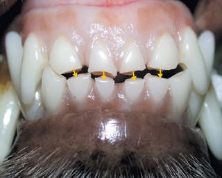 La malattia dentale nel cane e nel gatto
